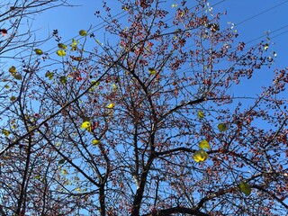 Autumn branches with red berries and yellow leaves against blue sky