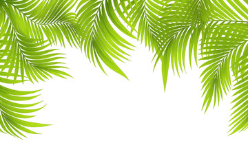 Fototapeta premium Tropical palm leaves border isolated on transparent background, summer nature frame PNG element