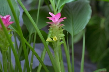 Curcuma petiolata - Curcuma, Hidden Lily Blooming Close-up
