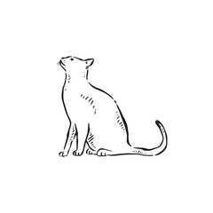 Side profile hand drawn cat in black line. 