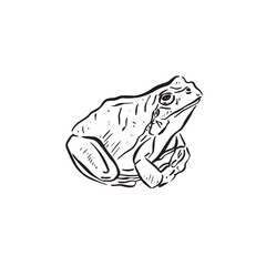 Side profile of a frog or toad, hand drawn in back.