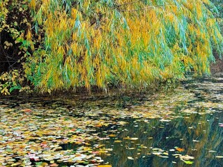 fantastic willow tree reflection on the pond, autumn mood