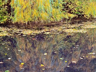 fantastic willow tree reflection on the pond, autumn mood