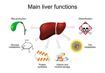 Main liver functions. Metabolism