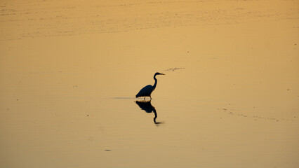 Łabędzie w Dolinie Baryczy © Grzegorz