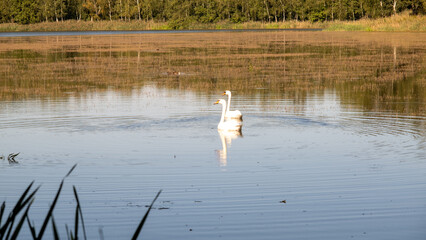 Łabędzie w Dolinie Baryczy © Grzegorz