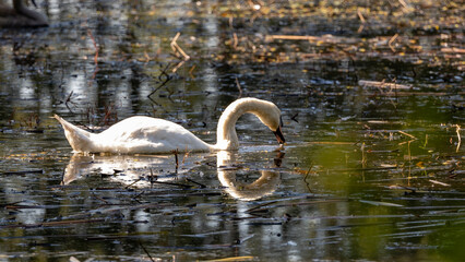 Łabędzie w Dolinie Baryczy