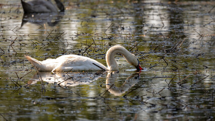 Łabędzie w Dolinie Baryczy