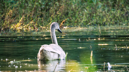 Łabędzie w Dolinie Baryczy