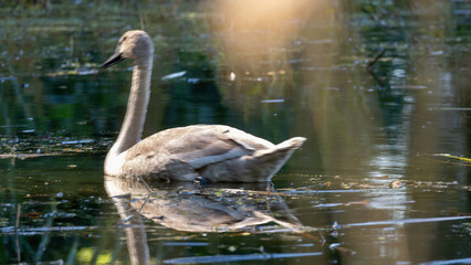 Łabędzie w Dolinie Baryczy
