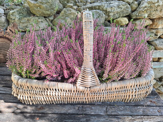 Wicker basket with lavender from Provence
