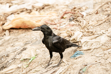 Black Crow Stands on Littered Ground in a Harsh Outdoor Scene of Wildlife and Urban Debris