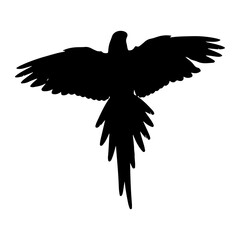 Naklejka premium Black parrot flying wings spread macaw bird