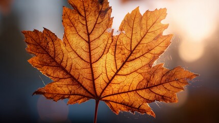 Obraz premium Close-up of a golden maple leaf backlit by sunlight, showing intricate veins and textures. Soft bokeh in background