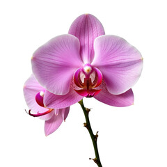 Fototapeta premium Elegant beautiful pink orchid flower bloom with delicate petals on single stem. graceful floral subject
