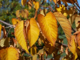 Golden Yellow Autumn Leaves of American Hophornbeam (Ostrya virginiana), Colorado