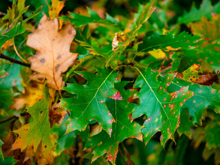 Herbstlich gefärbte Blätter am Baum
