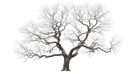 Bare Tree Branches Covered In White Frost On Transparent Background