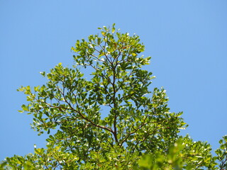 Blue sky white clouds and green trees. Branches provide shade of Black Tree Afara. Bird's eye view of Terminalia ivorensis. Ivory Coast almond is perennial ornamental plant with beautiful foliage. 
