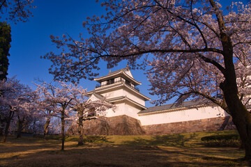 Obraz premium 満開の桜に彩られた、青空の下の悠久山公園の長岡城