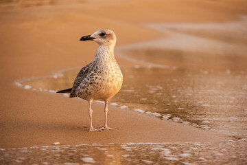 Seagull standing on the sandy beach near the water at sunrise, illuminated by soft golden light
