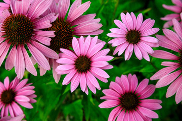 Fototapeta premium Vivid Pink Flower Field
