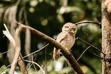 Little Owl Perched On Branch In Dense Forest With Morning Light, Calm Nature Scene And Wildlife