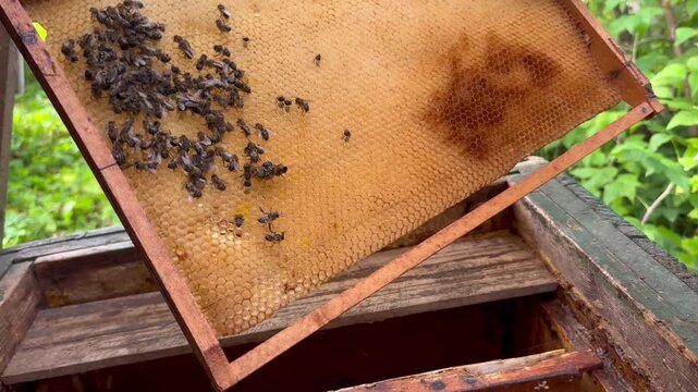 dead bees on a wax frame