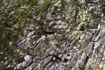 Close-up of weathered, fractured rock face covered in patches of bright green moss near Hickory Run State Park, Albrightsville, Pennsylvania, U.S.A