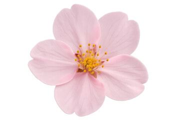 Fototapeta premium Pink cherry blossom flower blooming, showing delicate petals and yellow stamens, isolated on transparent background