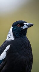 Fototapeta premium A close-up portrait of a bird with striking black and white plumage, sharp beak, and vivid eye, set against a blurred backdrop