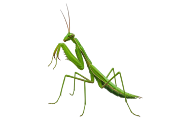 Isolated praying mantis insect with long antennae, folded forelimbs and green coloration