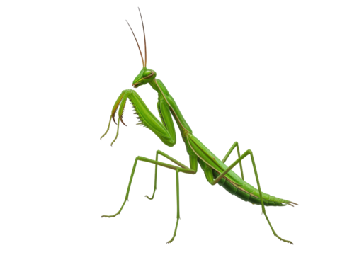 Isolated praying mantis insect with long antennae, folded forelimbs and green coloration