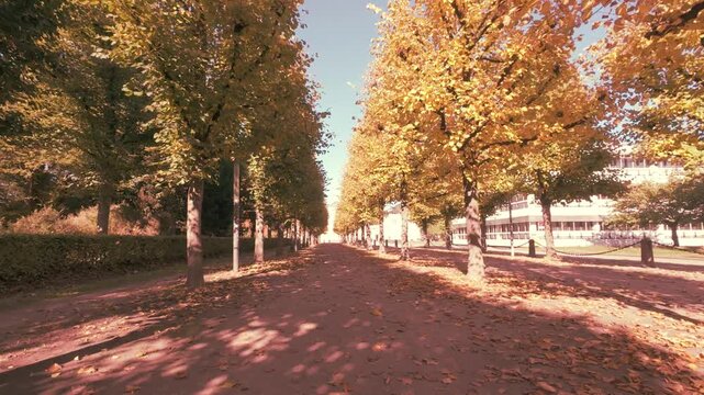 Autumn alley. Leaf fall. Yellow leaves on the ground. Sun. Romantic mood.