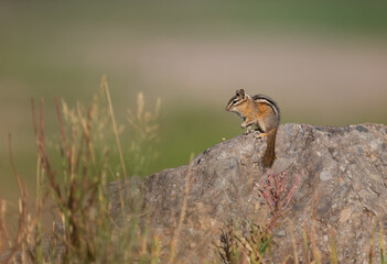 Cute chipmunk on a rock in an alpine meadow in hyalite canyon, Montana