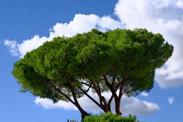 Italian Stone Pine tree, umbrella pine