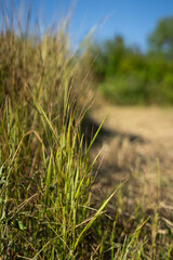 Yellowed grass in a clearing near a green forest. Grass close-up. A sunny summer day. A dry steppe glade.