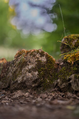 A small stone covered with moss. A path in the forest. Summer sunset.