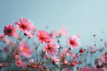 Pastel-toned close-up of cosmos flowers in various stages of bloom, against a soft blue sky