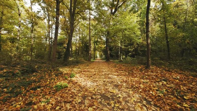 A path in an autumn forest. Leaf fall. Yellow leaves on the ground. Sunshine. Romantic mood.