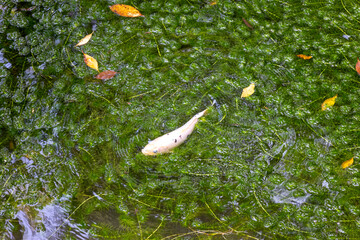 水草の池を泳ぐ白い鯉