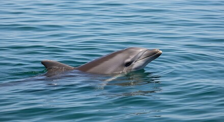 Naklejka premium A close-up shot of a dolphin swimming in the ocean, its sleek body partially submerged in the blue water, catching the sunlight