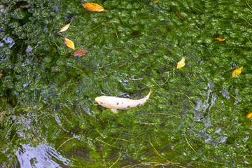 水草の池を泳ぐ白い鯉