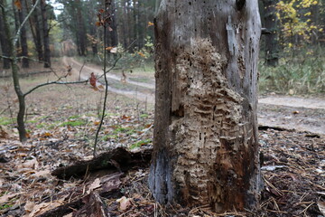A dead tree near a forest road. The wood is damaged by tree stem pests