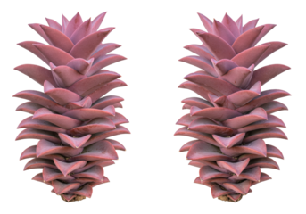 Isolated Exotic Plant Duo Showing Reddish Succulent with Scaled, Angular Leaves in Grouping