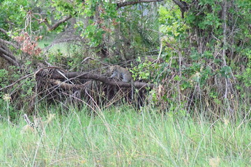 Okavango Leopard Mother and Cubs