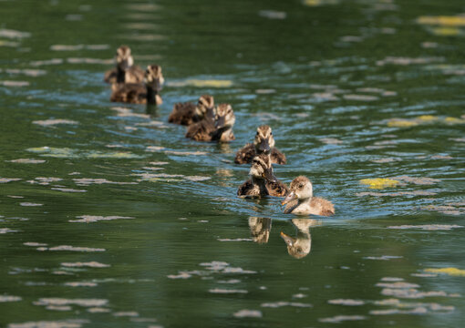 Line of seven mallard ducklings (Anas platyrhynchos), led by the runt in a pond in France