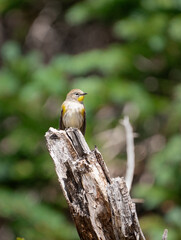 Yellow-rumped warbler (Setophaga coronata) perched on a stump in an alpine forest in Colorado