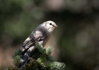 Camp robber jay (Perisoreus canadensis) portrait, perched in a pine tree in a Colorado forest