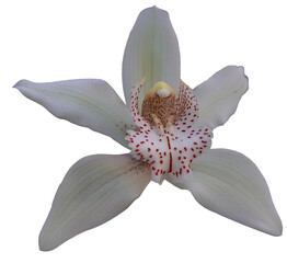 a flower